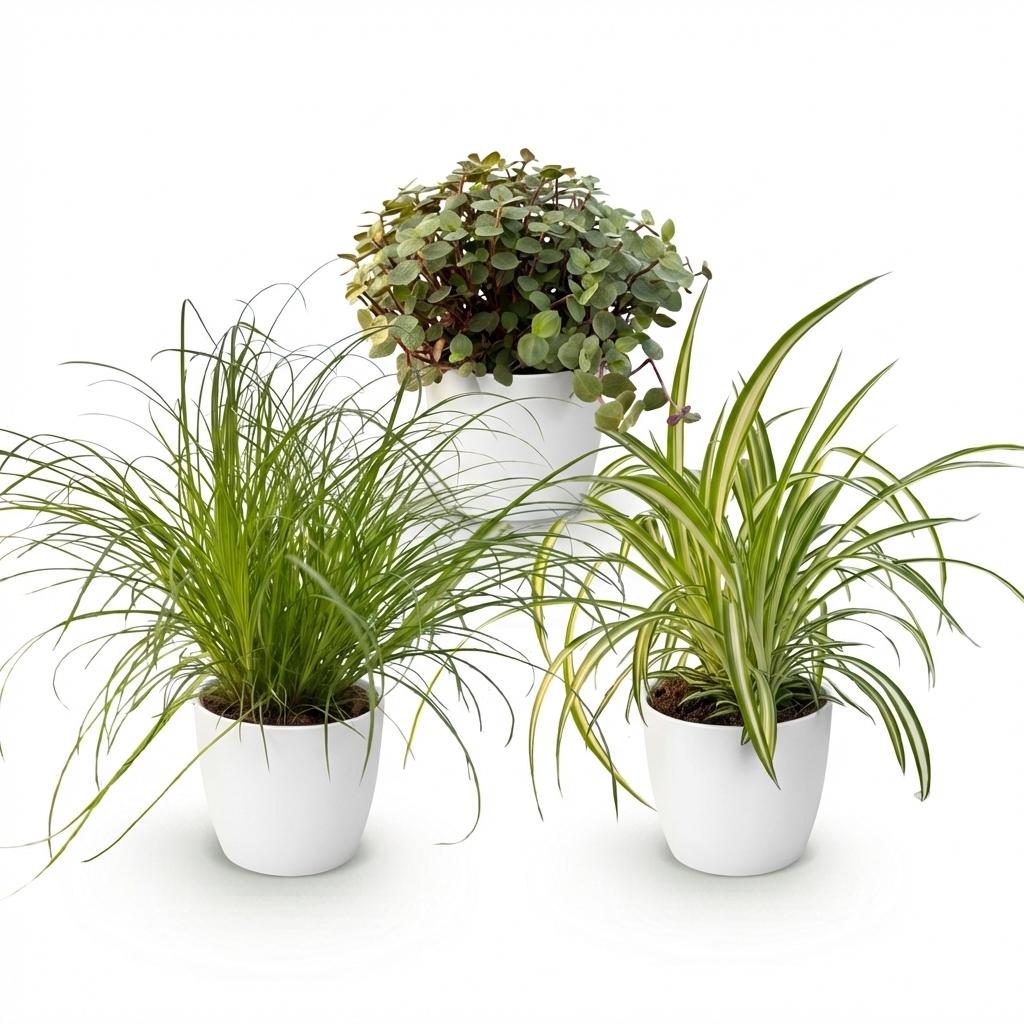 Pflanzen Mix 3er Set Cyperus Calissia Chlorophytum Mit Weißem Topf Ø12cm Höhe ca.20cm Haustierfreundliche Grünpflanzen Für Zimmer Büro & Schlafzimmer