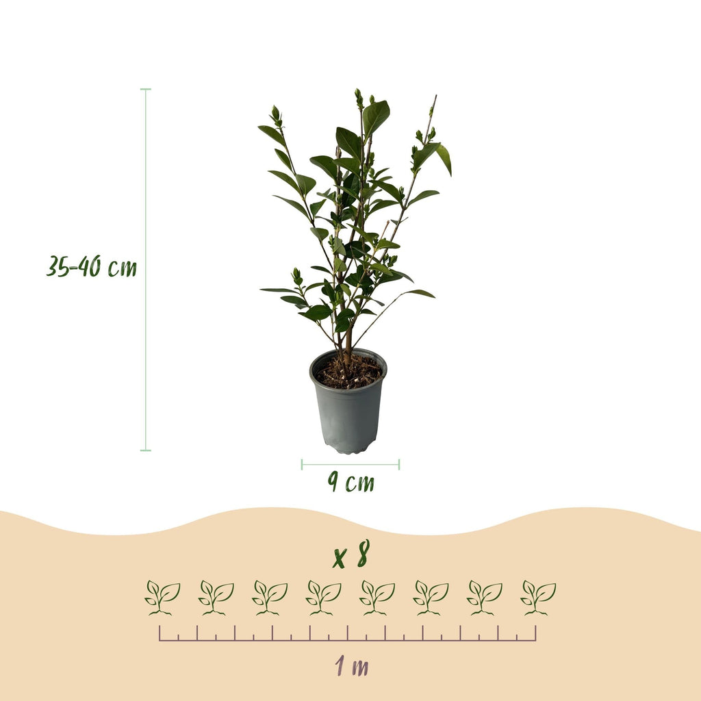 Ovalblättriger Liguster Ligustrum ovalifolium – Immergrüne Heckenpflanzen – 8 Pflanzen – 1m – 9cm Höhe 35-40cm – Grün – Pflegeleicht – Plant