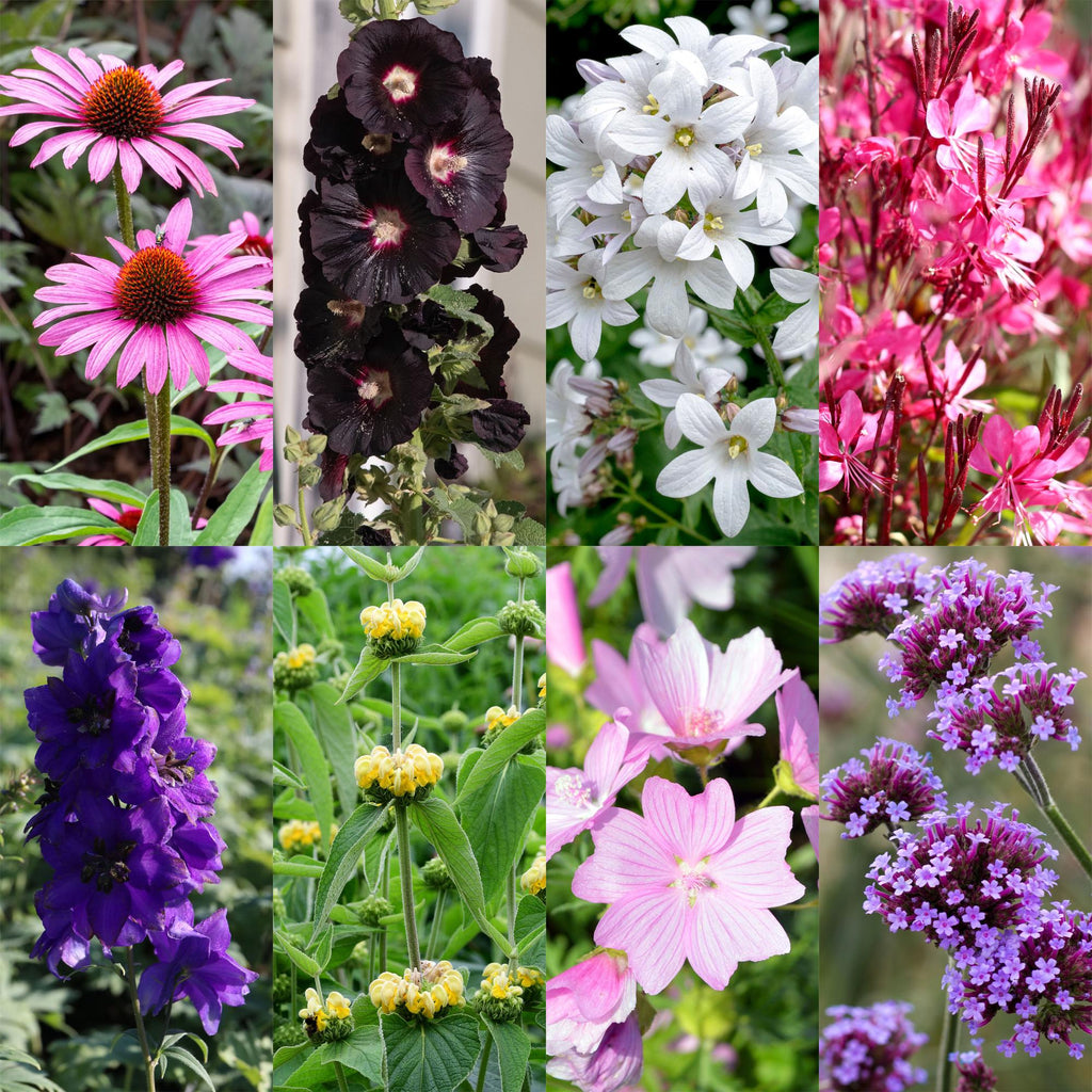 Staudenset für Bienen & Schmetterlinge – 6 mehrjährige Gartenstauden für 1m² – Ø11cm – Echinacea, Rittersporn, Stockrose & Prachtkerze – Plant