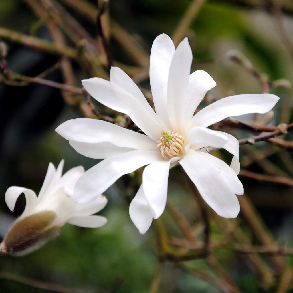 Magnolia stellata – 12cm – Höhe ca. 30cm – Laubabwerfende Stern – Magnolie mit weißen bis hellrosa Frühjahrsblüten – Plant