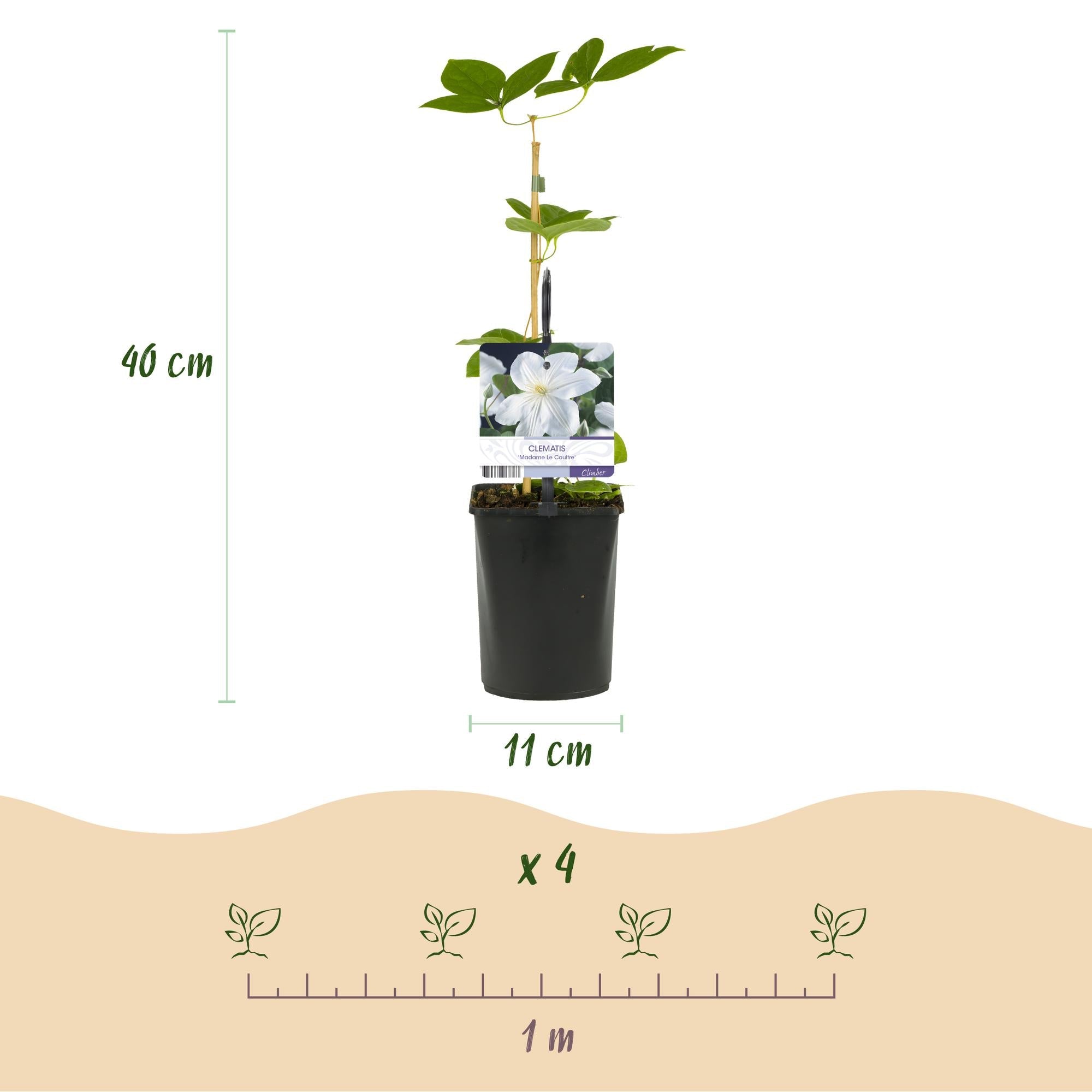 Kletterpflanze Clematis Madame Le Coultre – Cremig weiße Blüten – Wenig Pflege – 2 Pflanzen – 11cm Höhe 40cm – Für Garten, Terrasse & Pergolen – Plant