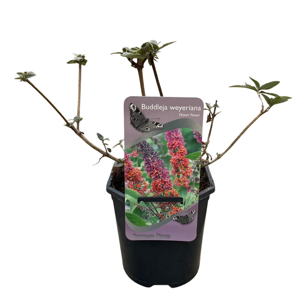 Schmetterlingsbusch Buddleja davidii Flower Power – Orange – Lila Blüten – 3 Pflanzen – 1m² – Schmetterlingsfreundlich – 17cm Höhe 30cm – Plant