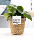 Peperomia Raindrop Zwergpfeffer im Korb Ø12cm ↕25cm – Zimmerpflanze im natürlichen Rattankorb – Tropfenförmige Blätter – Pflegeleicht & dekorativ – Ideal für Wohnzimmer, Büro & Boho-Einrichtungen – Plant