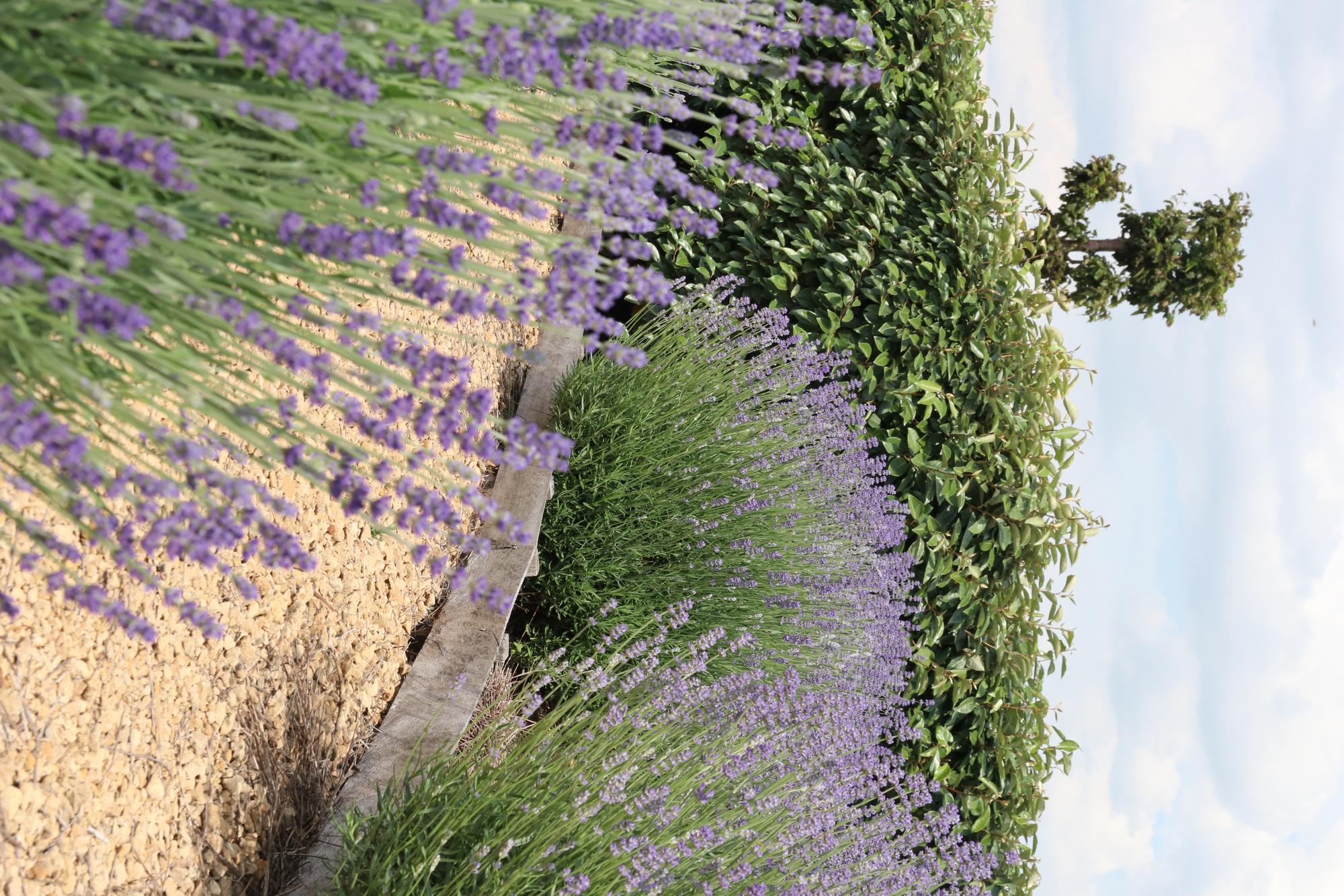 Echter Lavendel – Lavendel angustifolia – 6 Pflanzen – Ø7cm, ↕15cm – Duftend, Pflegeleicht & Winterhart – Für Garten, Balkon & Terrasse – Plant