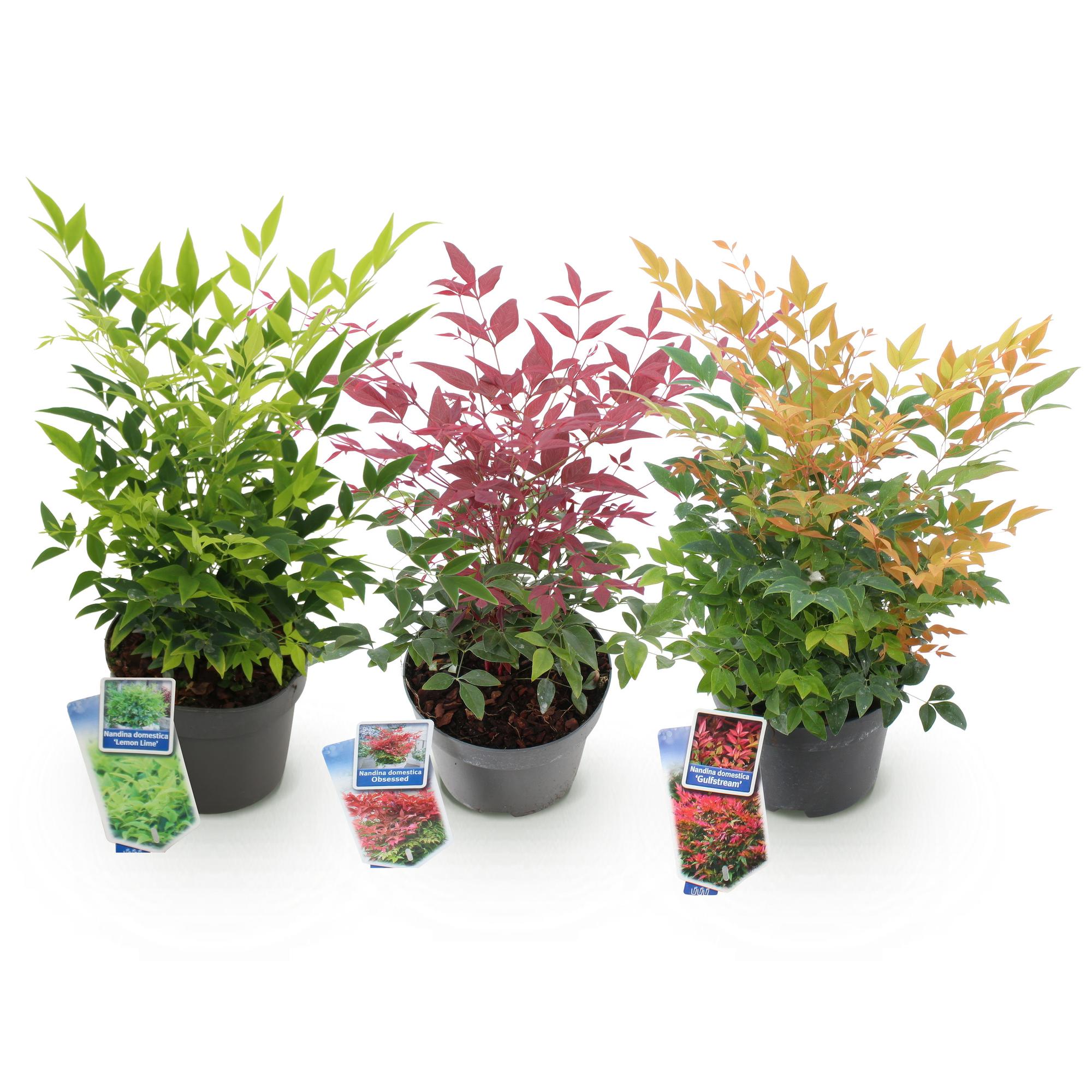Himmelsbambus Nandina Tricolour – 3 Pflanzen 17cm Höhe ca.45cm – Immergrün & farbwechselnd – Gelb Rot Orange Laub für Beet Balkon Terrasse