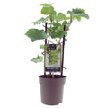 Weinrebe – Vitis Muscat d'Alexandrie – Ø15cm – ↕40cm – Süße Muskattrauben – Sonniger Standort – Für Garten & Balkon – Plant