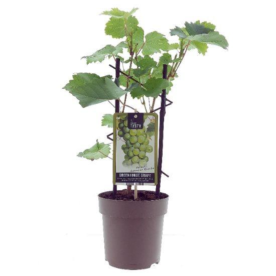 Weinrebe – Vitis Muscat d'Alexandrie – Ø15cm – ↕40cm – Süße Muskattrauben – Sonniger Standort – Für Garten & Balkon – Plant