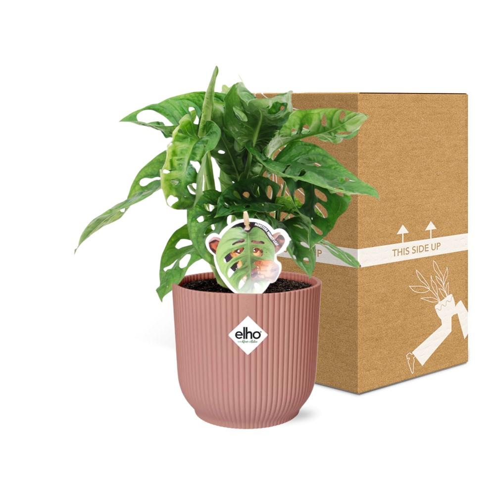 Fensterblatt – Monstera ‘Monkey Leaf’ im Topf Vibes Fold 14cm – Zimmerpflanze im Dekotopf Rose – Pflegeleicht & luftreinigend – Plant