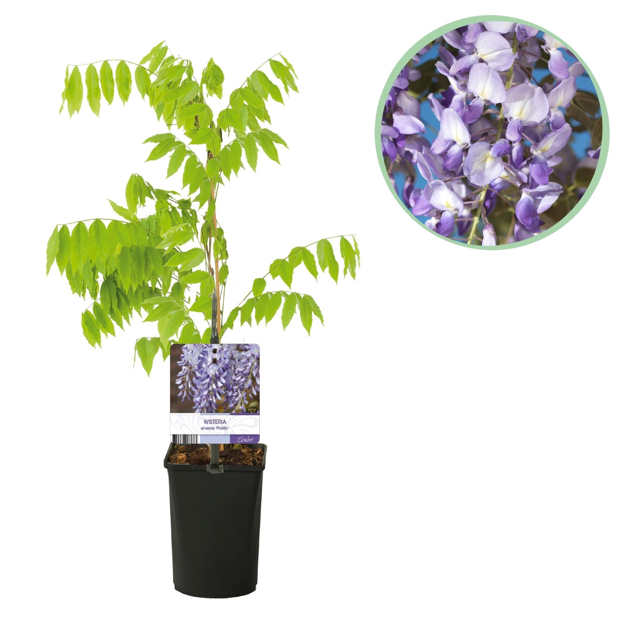 Blauregen Wisteria floribunda Prolific – Kletterpflanze – Blüte Blau – Duftend – Schnellwachsend – 11cm Höhe 40cm – Für Pergolen & Zäune – Plant