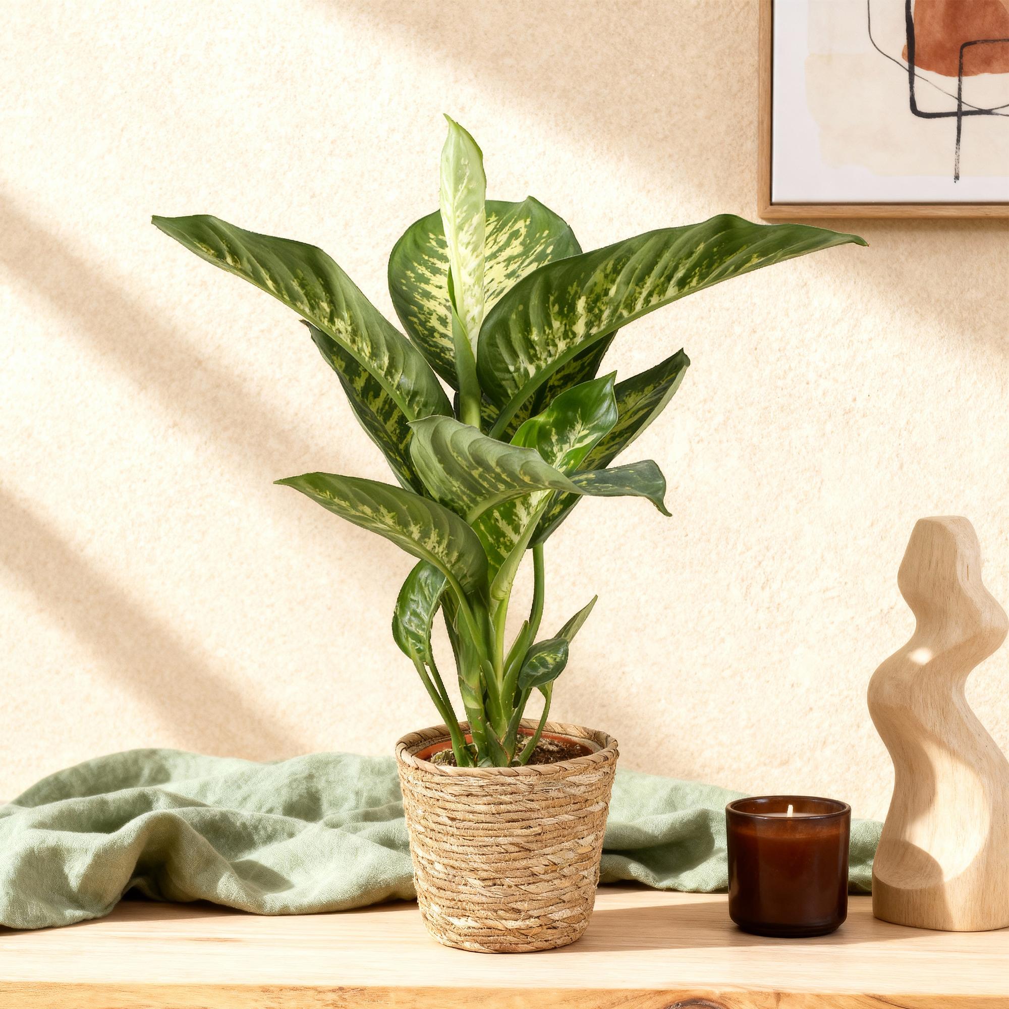 Dieffenbachia Tropic Snow – 90-100cm – 21cm inkl. Naturkorb – Pflegeleichte bunte Zimmerpflanze – Großes grün – weißes Blattwerk – Plant