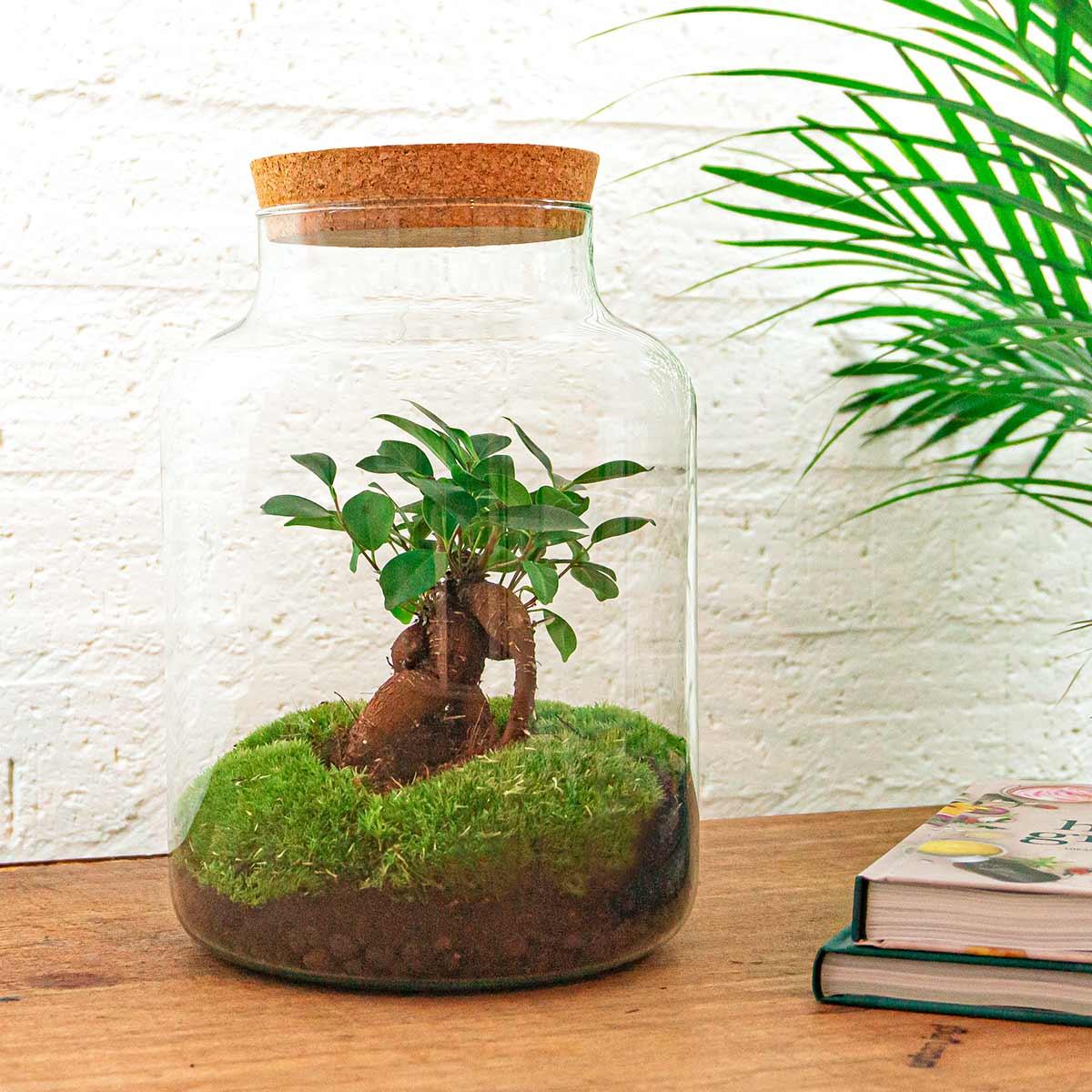 Flaschengarten DIY Bausatz Terrarium Milky Bonsai – Ø21cm – ↕30cm – Do – It – Yourself Flaschengarten Set mit Ficus Ginseng Bonsai – Plant