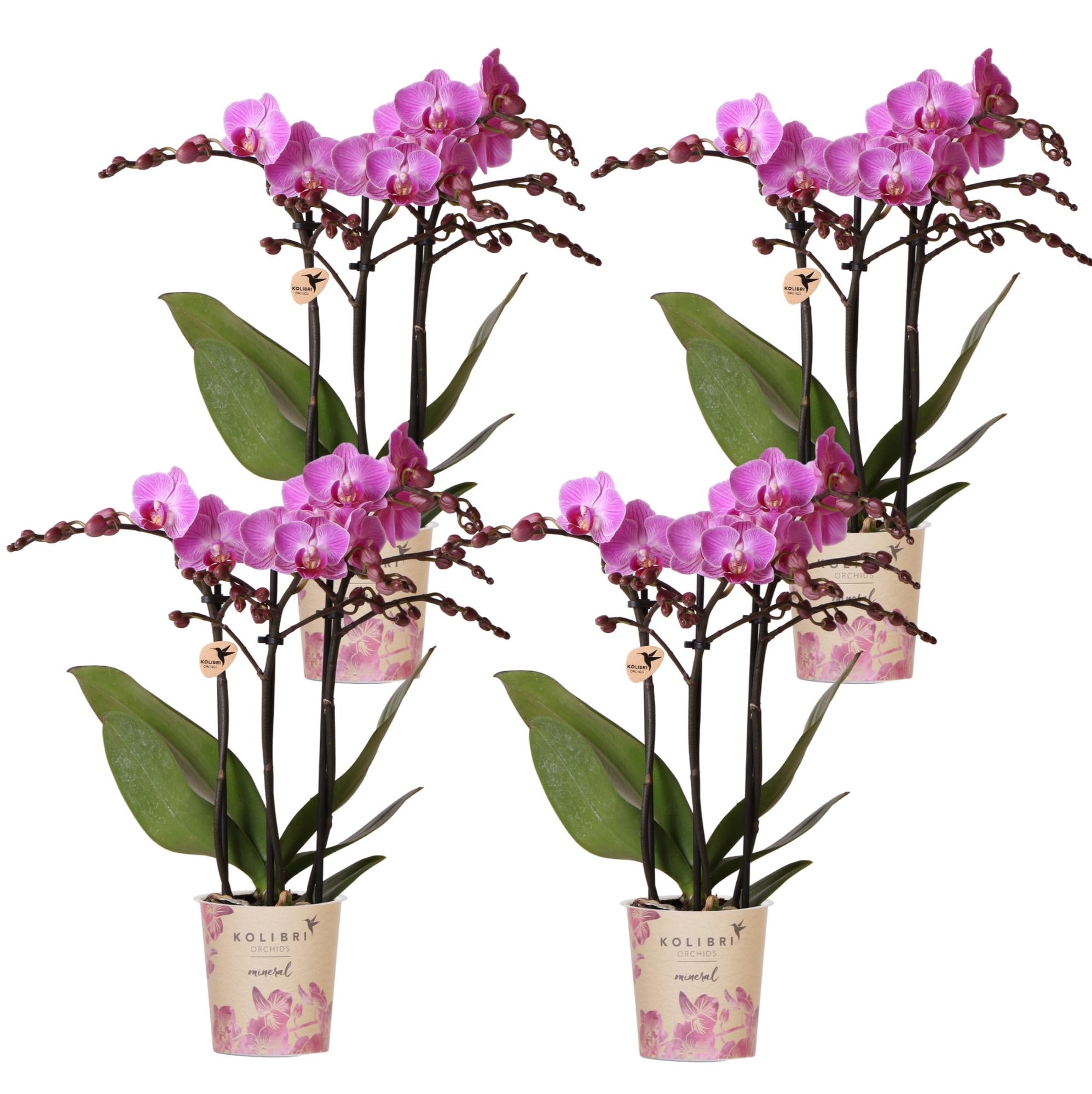 Phalaenopsis Orchideen Wien – 2 Orchideen – Ø9cm – Dunkelrosa/Violett blühende Multiflora Orchideen – Zimmerpflanzen – Frisch vom Züchter – Plant