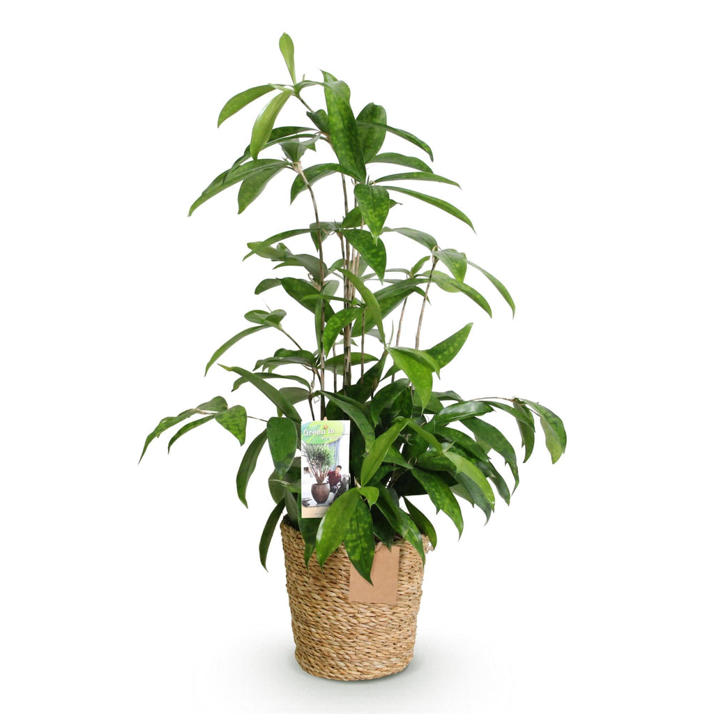 Dracaena surculosa – 60-70cm – 17cm inkl. Naturkorb – Pflegeleichter Drachenbaum – Grün gesprenkeltes Blattwerk