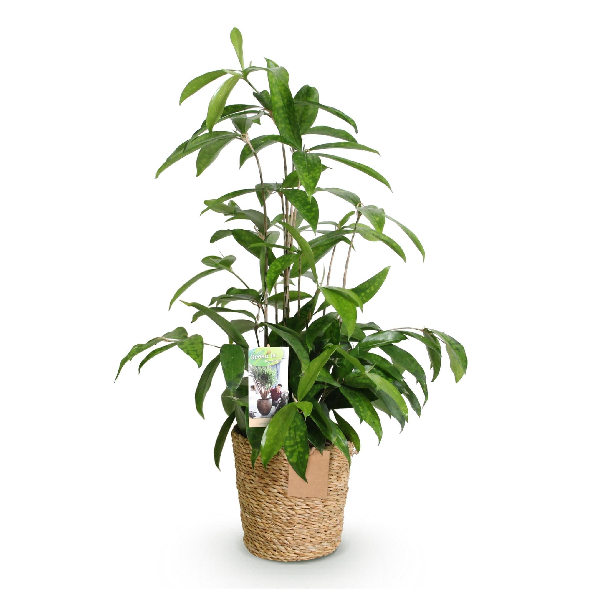 Dracaena surculosa – 60-70cm – 17cm inkl. Naturkorb – Pflegeleichter Drachenbaum – Grün gesprenkeltes Blattwerk