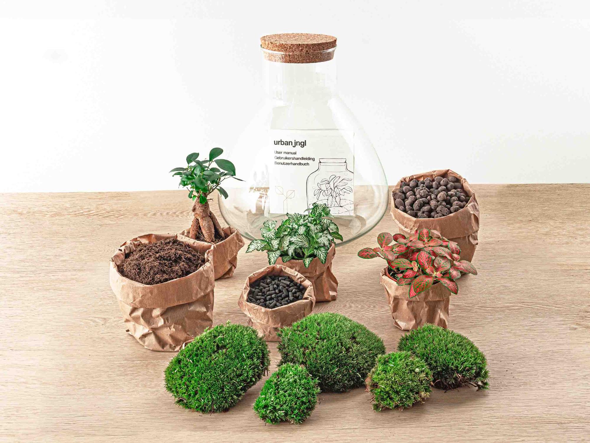 Flaschengarten Terrarium Sam XL Bonsai – DIY Bausatz – 35cm Hoch – Ø30cm – Selbstgebautes Mini – Ökosystem mit Ficus – Ginseng – Bonsai & Fittonia – Plant