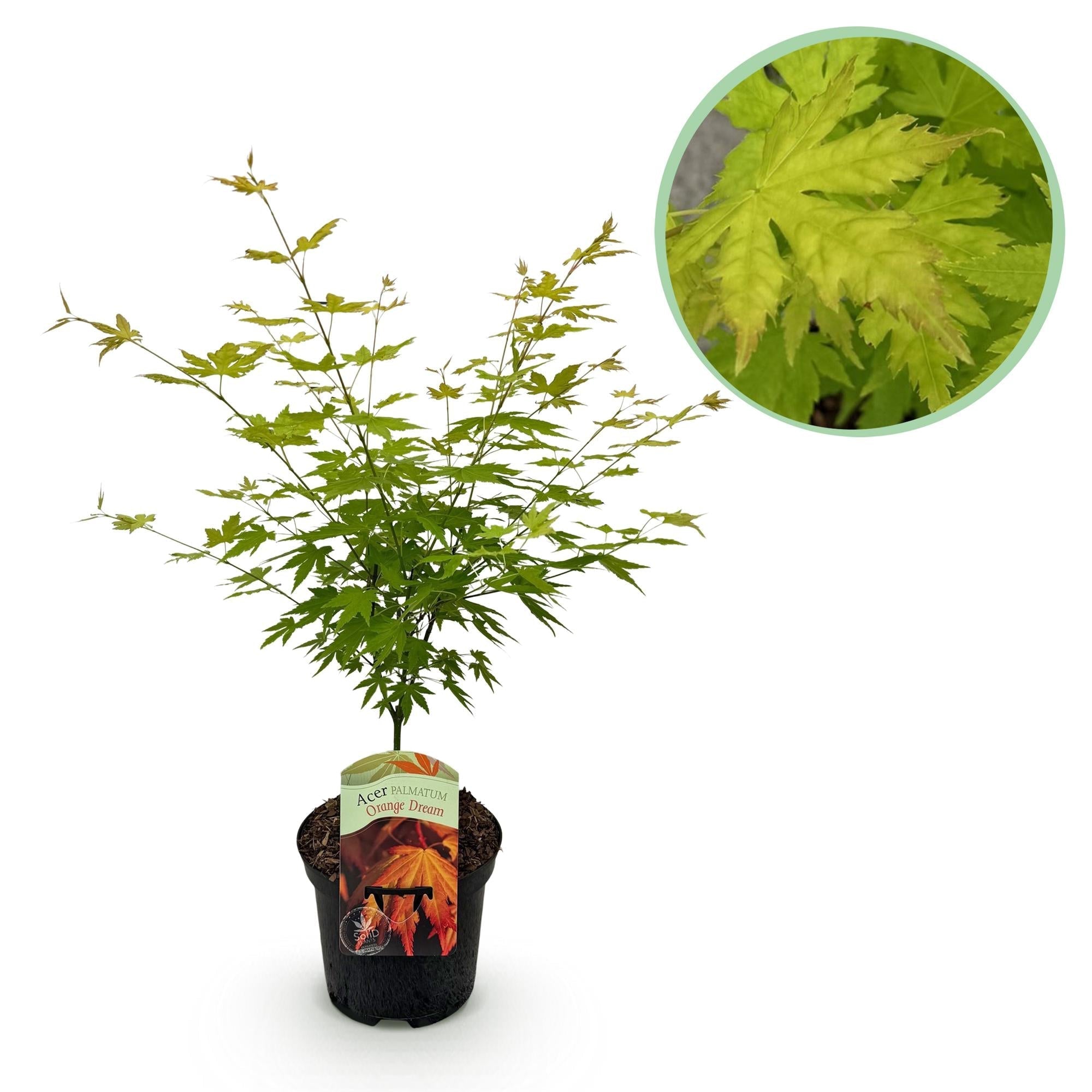 Japanischer Ahorn – Acer palmatum Orange Dream – ca. 70cm hoch – Orange – Gelb – im 19cm Topf – Balkon – & Gartenpflanze – Zierbaum mit Farbwechsel – Plant