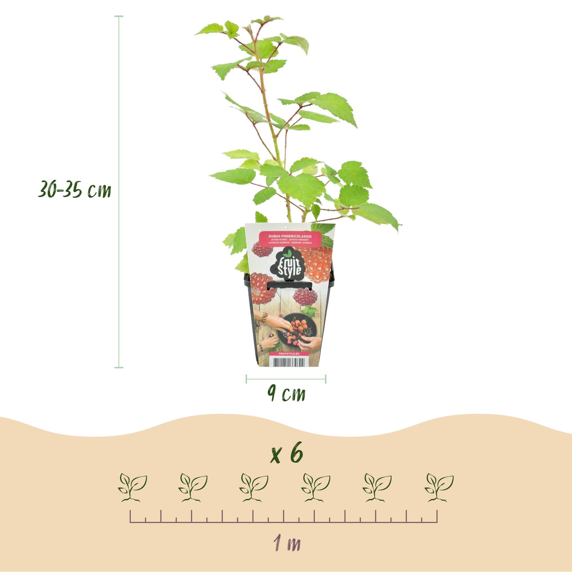 Japanische Weinbeere Rubus phoenicolasius winterhart Ø9cm Höhe30cm – Rote Beeren – Exotische Obstpflanze für Garten & Balkon