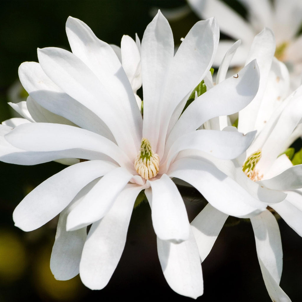 Sternmagnolie Magnolia stellata – 19cm Höhe ca.90cm – Weiß blühend – Laubabwerfend & winterhart – Elegante Magnolie für Beet Balkon Terrasse – Plant
