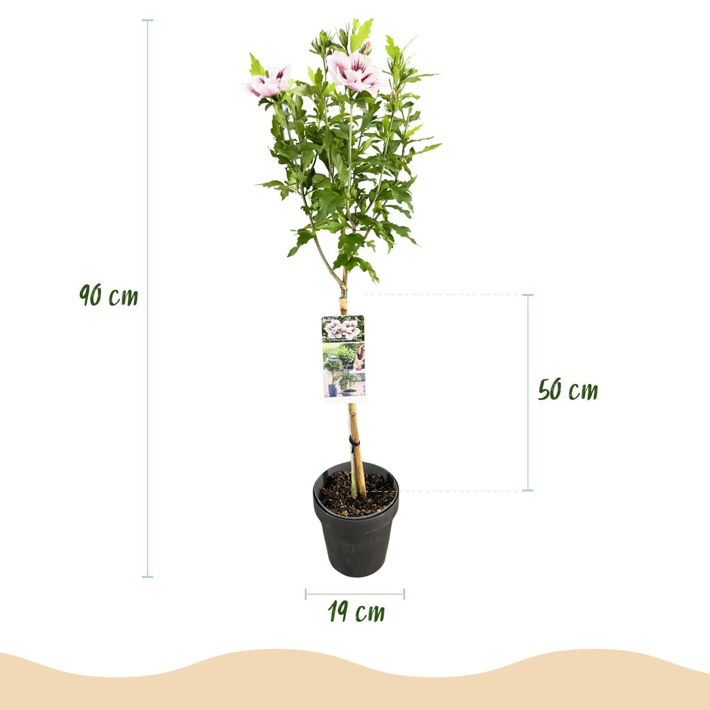 Hibiscus syriacus Starburst Chiffon – Blühende Stamm – Pflanze mit cremeweißen Blüten – Laubabwerfend & pflegeleicht – Ø19cm – Höhe ca. 90cm – Plant