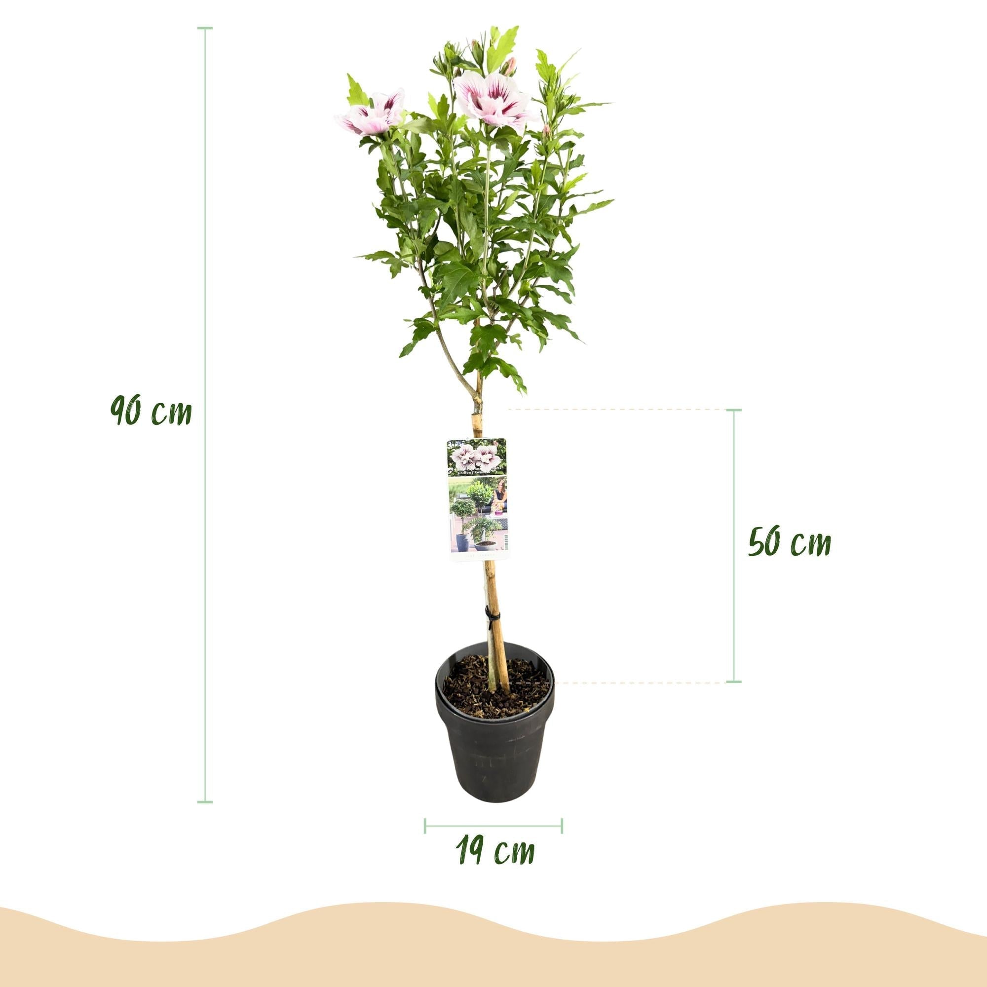 Hibiscus syriacus Starburst Chiffon – Blühende Stamm – Pflanze mit cremeweißen Blüten – Laubabwerfend & pflegeleicht – Ø19cm – Höhe ca. 90cm – Plant