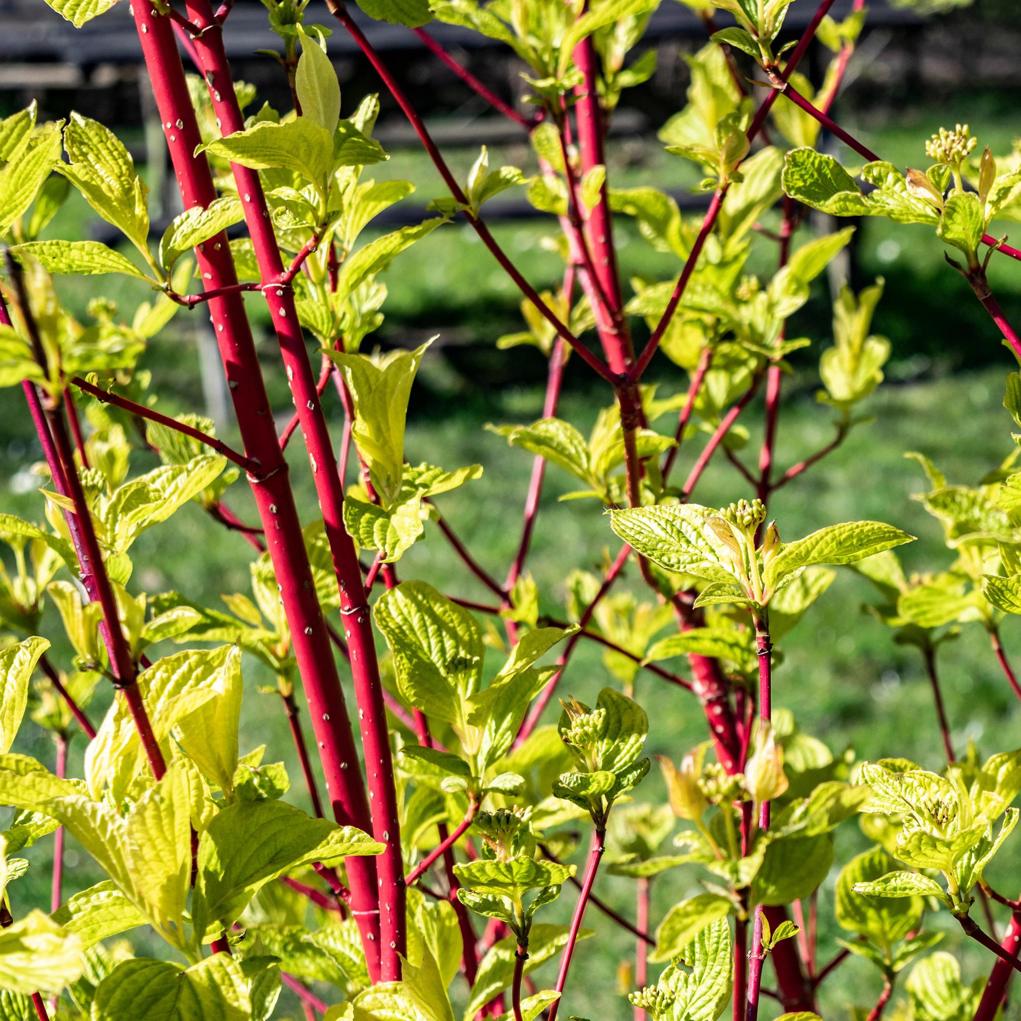 Rotholz – Hartriegel – Cornus alba 'Sibirica' – Ø17cm – ca. 45cm hoch – Zierstrauch mit roten Zweigen – Winterhart & pflegeleicht – Bienenfreundlich – Plant