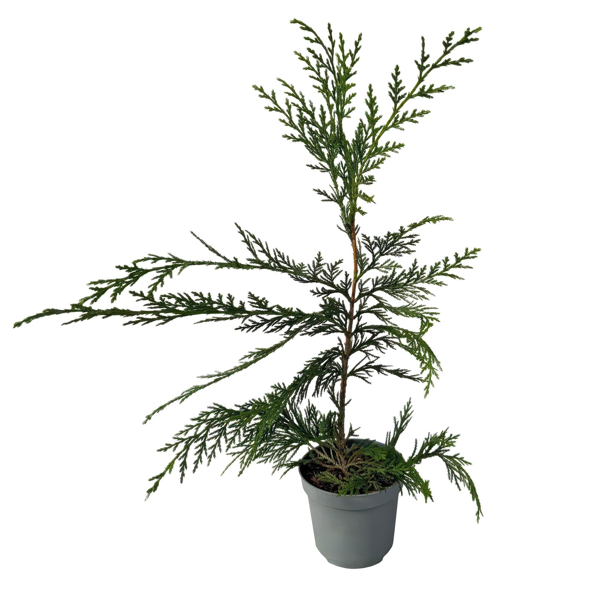 Leyland – Zypresse Cupressocyparis leylandii – Immergrüne Heckenpflanze – 8 Pflanzen – 1m – 9cm Höhe 35-40cm – Schnellwachsend & Pflegeleicht – Plant