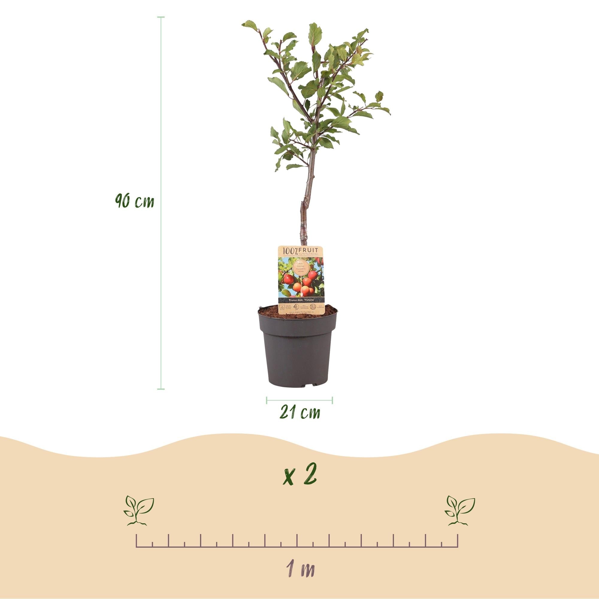 Pflaumenbaum Prunus domestica Victoria – Obstpflanze – Rote Pflaumen – 21cm – Höhe 90cm – Einfache Pflege – Sommerliche Ernte – Plant