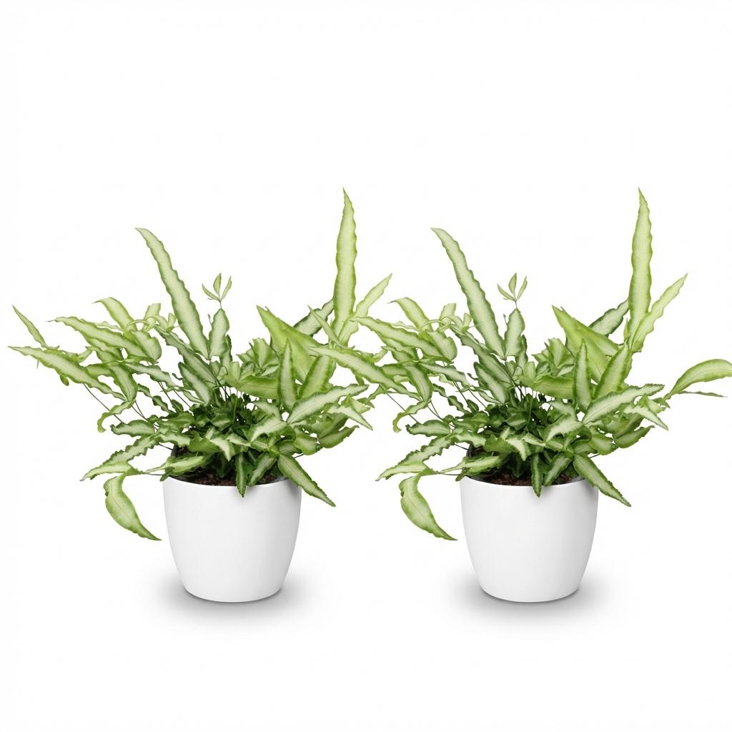 Pteris cretica Albolineata 2er Set Pflanzen Mit Weißem Topf Ø12cm Höhe ca.20cm Schwertfarn Haustierfreundlich Pflegeleicht Grünpflanzen Für Zimmer