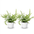 Pteris cretica Albolineata 2er Set Pflanzen Mit Weißem Topf Ø12cm Höhe ca.20cm Schwertfarn Haustierfreundlich Pflegeleicht Grünpflanzen Für Zimmer