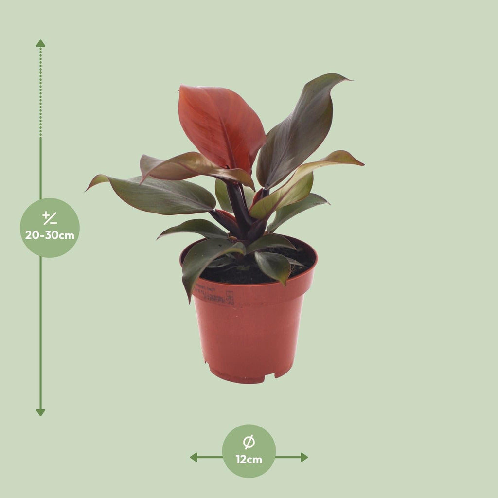 Philodendron Imperial Red – Ø12cm – ↕25cm – Tropische Zimmerpflanze – Luftreinigend & dekorativ – Pflegeleicht – Plant