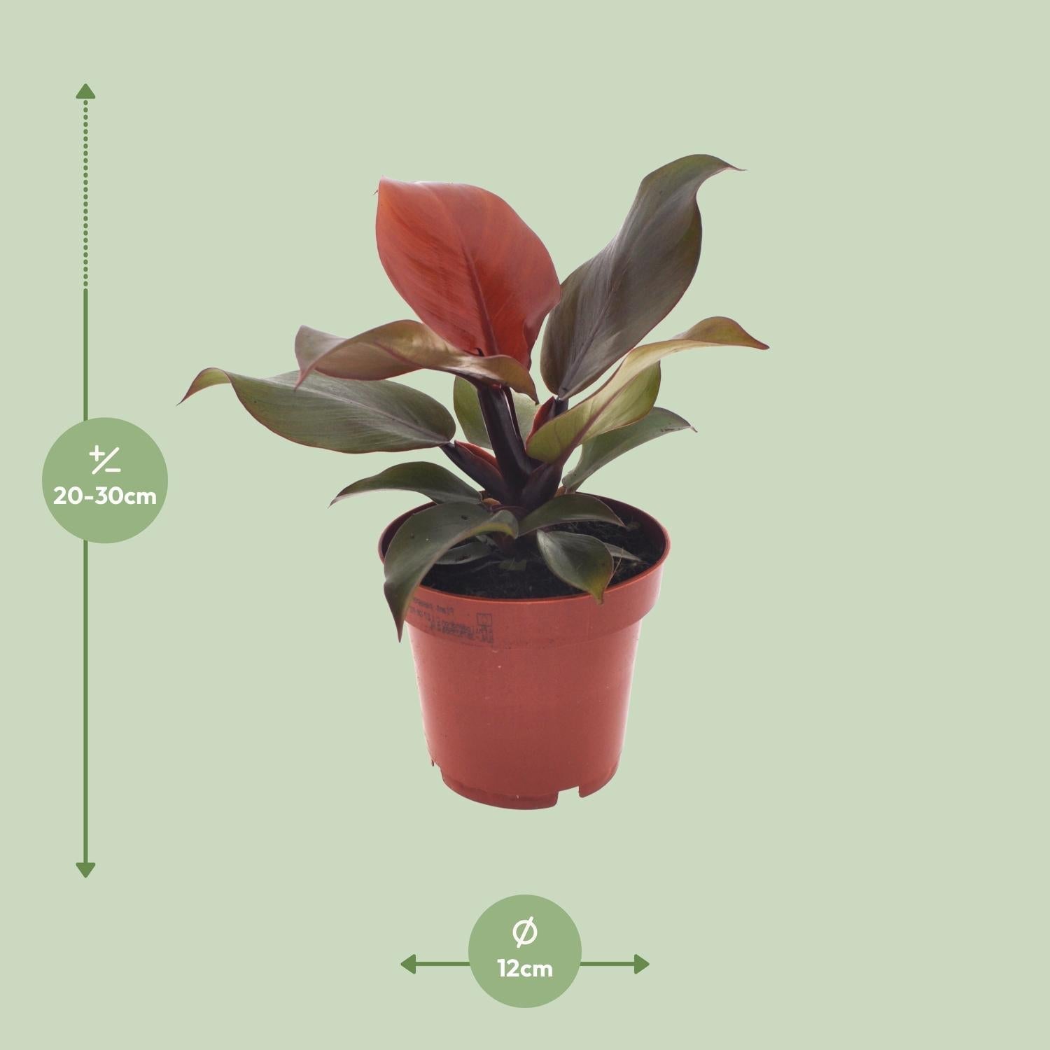 Philodendron Imperial Red – Ø12cm – ↕25cm – Tropische Zimmerpflanze – Luftreinigend & dekorativ – Pflegeleicht – Plant