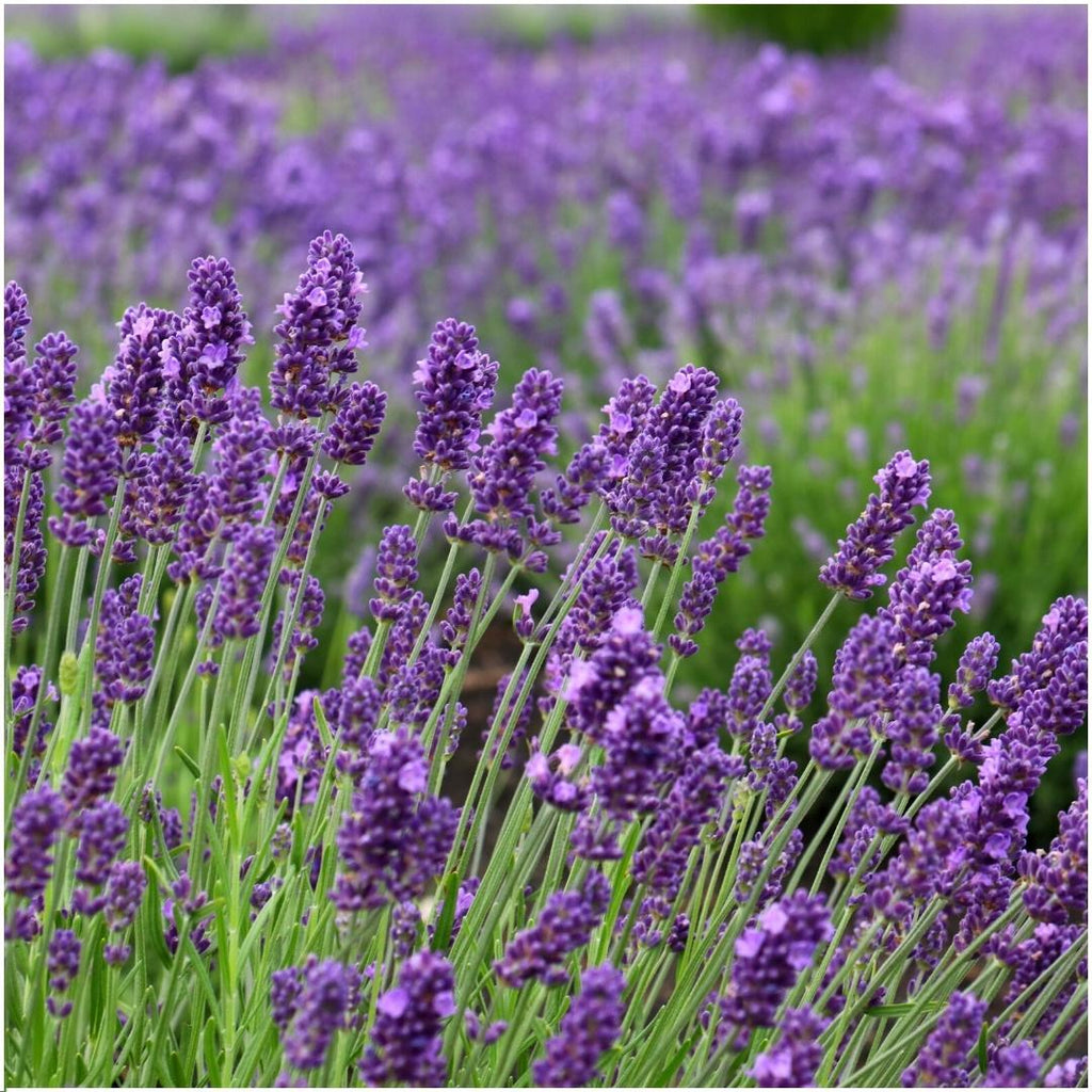 Echter Lavendel Felice – Lavandula angustifolia – Ø12cm – 50cm hoch – 24 Pflanzen – Winterhart – Duftend – Bienen & Schmetterlinge – Plant