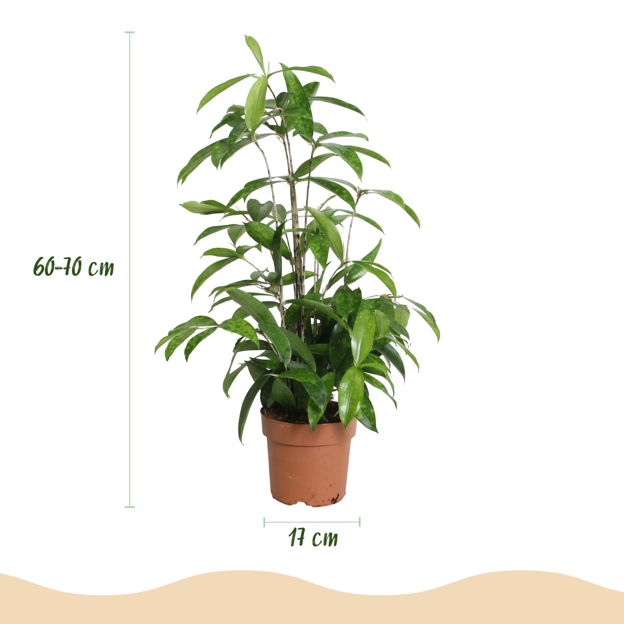 Dracaena surculosa – Drachenblutbaum – 17cm – Höhe 60-70cm – Pflegeleichte grüne Zimmerpflanze mit eleganten Blättern für Wohn – und Arbeitsräume – Plant