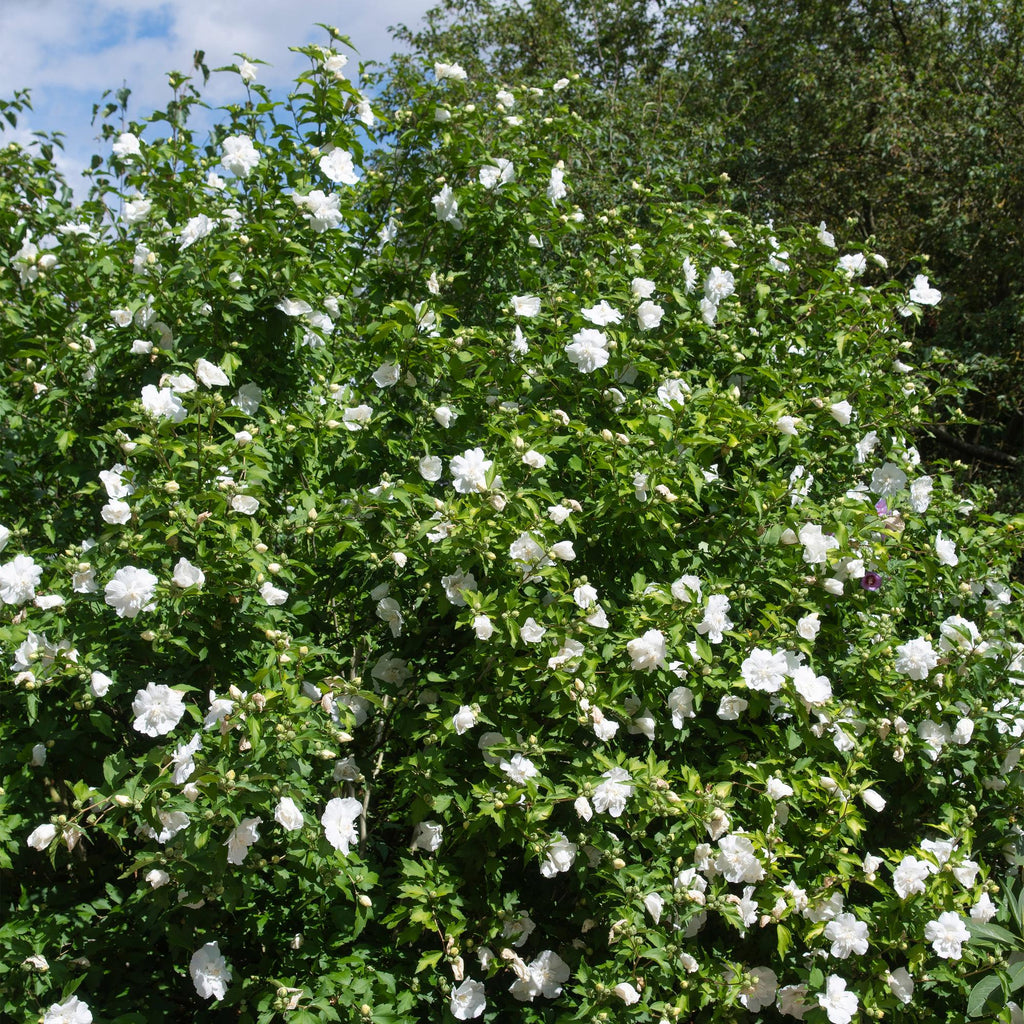 Hibiscus syriacus White Chiffon – Stamm – Pflanze – Ø19cm – Höhe ca. 90cm – Weiße Blüten – Laubabwerfend & pflegeleicht – Plant