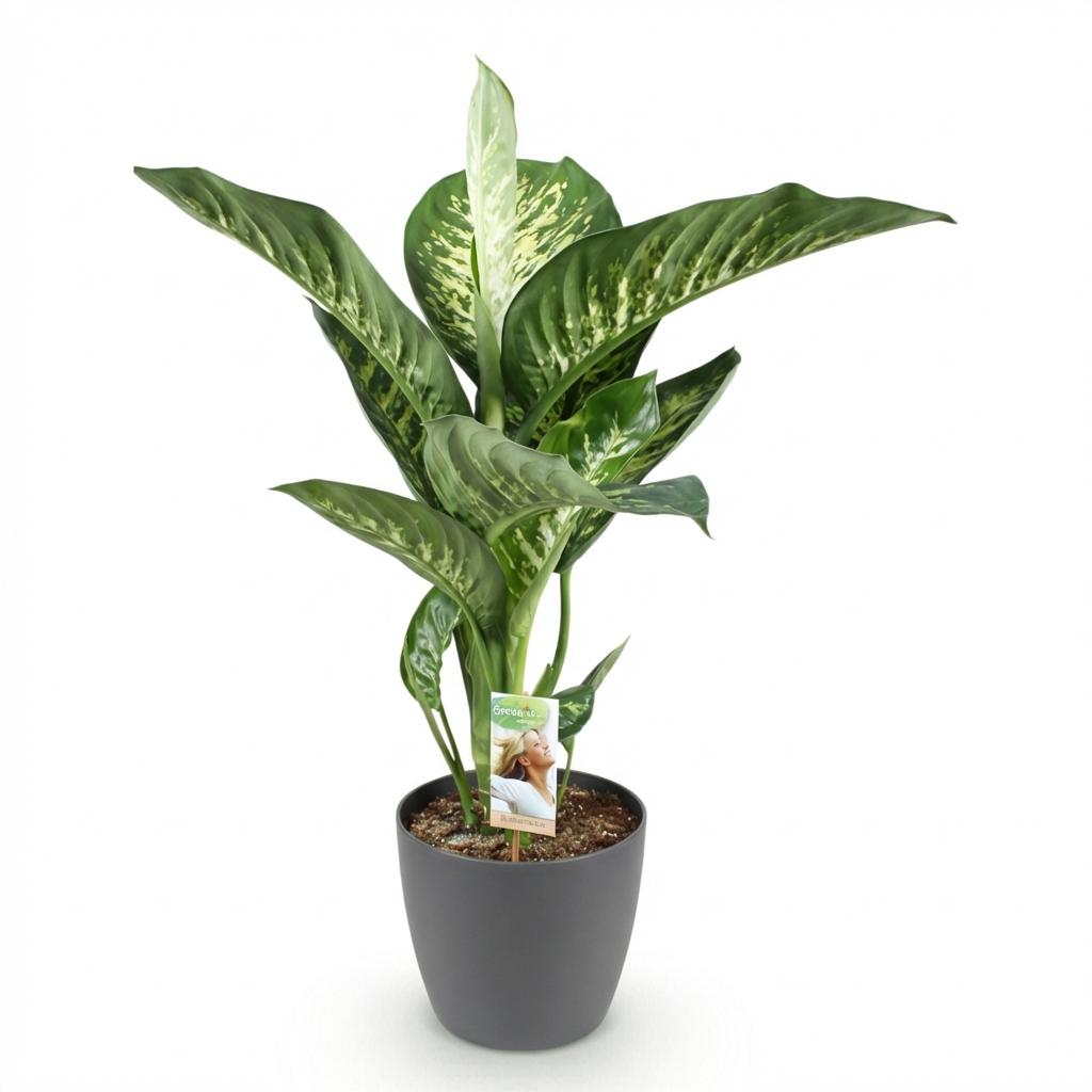 Dieffenbachia Tropic Snow Zimmerpflanze mit grauem Topf Ø21cm Höhe 90-100cm Pflegeleichte große Grünpflanze mit weiß