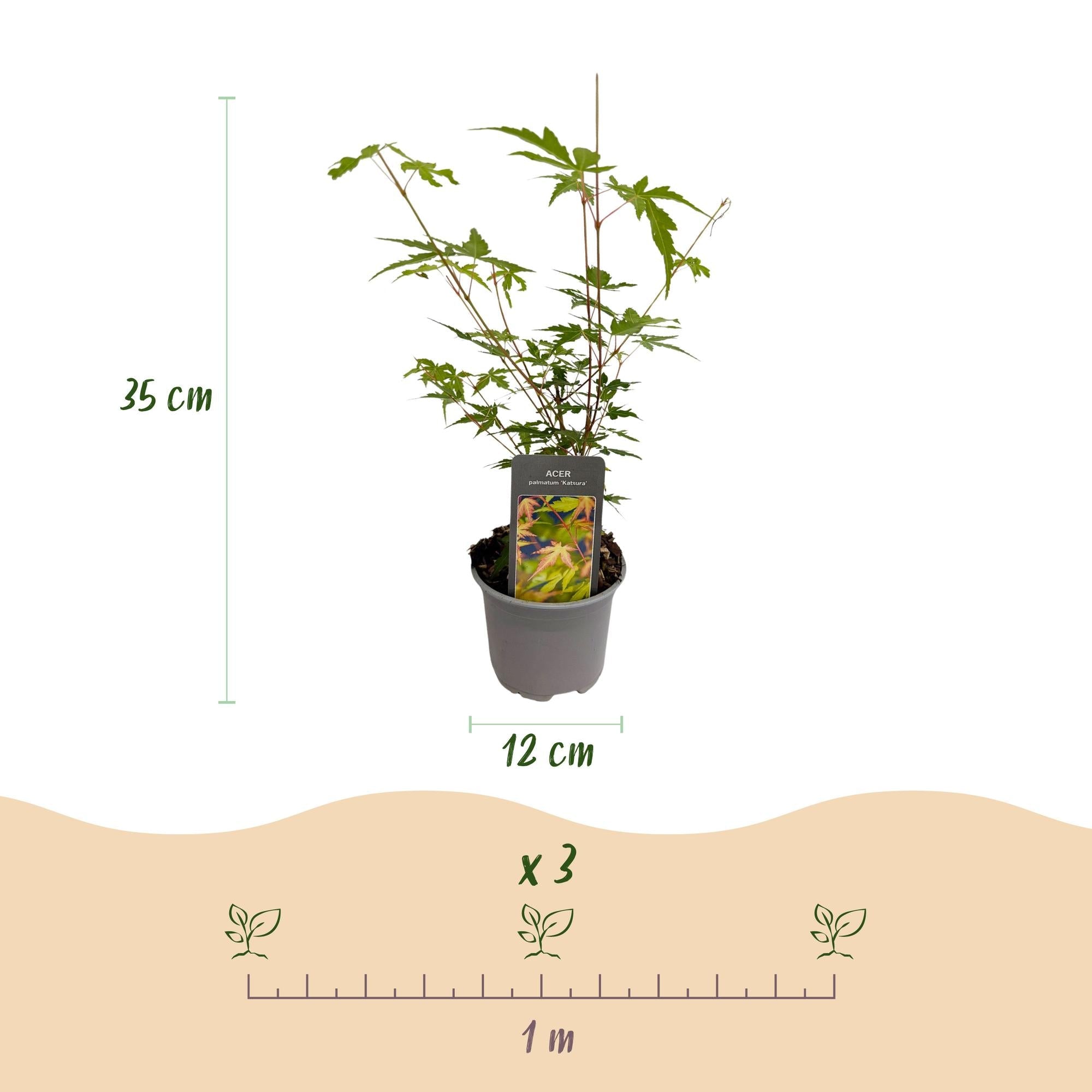 Ahorn Acer palmatum Sangokaku – 12cm – Höhe ca. 35cm – Hellgrünes Laub & goldene Herbstfärbung – Laubabwerfender pflegeleichter Zierstrauch – Plant