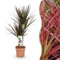 Dracaena Magenta – Drachenblutbaum – 17cm – Höhe 70-80cm – Pflegeleichte rot – grüne Zimmerpflanze mit dekorativen Stängeln für Wohn – Plant