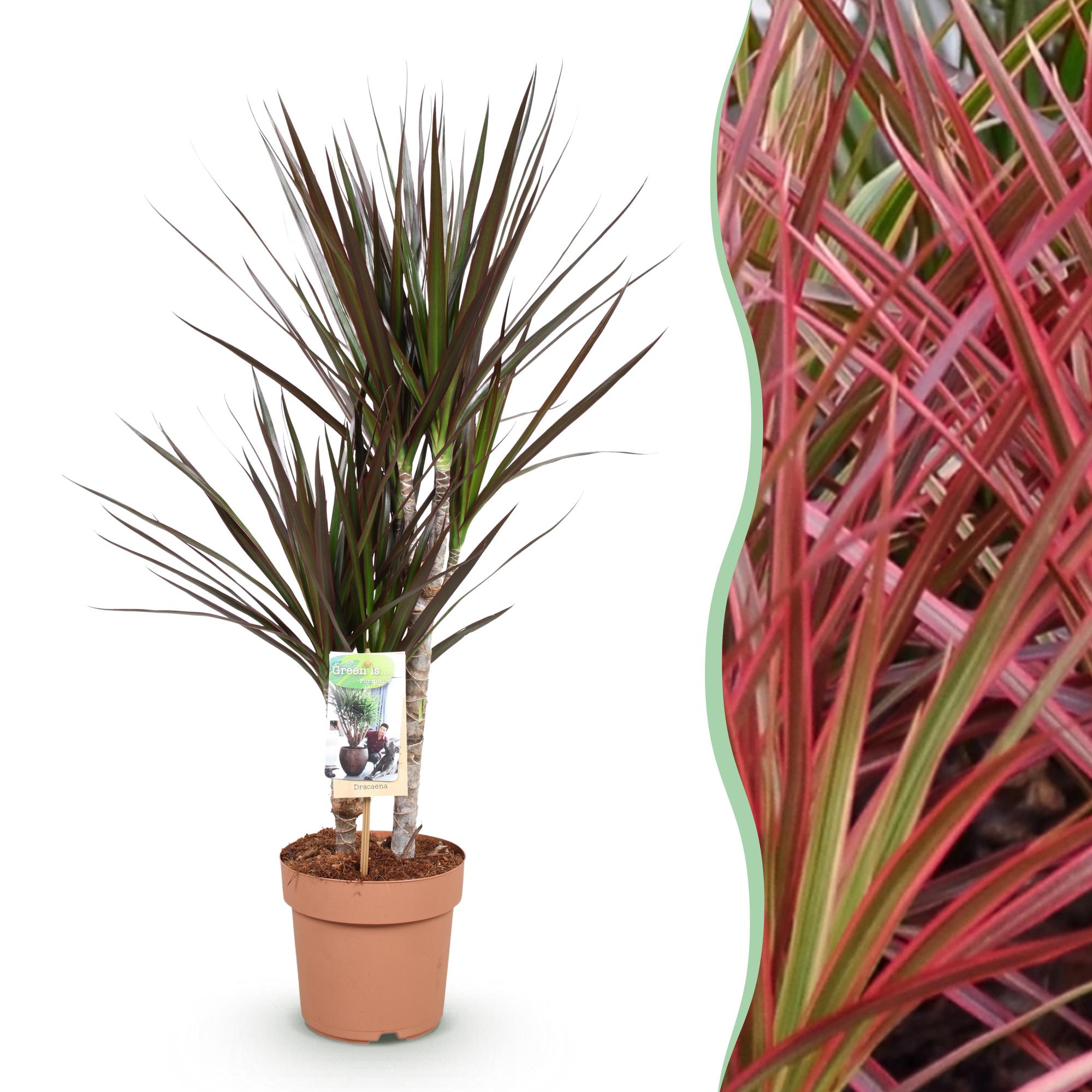 Dracaena Magenta – Drachenblutbaum – 17cm – Höhe 70-80cm – Pflegeleichte rot – grüne Zimmerpflanze mit dekorativen Stängeln für Wohn – Plant