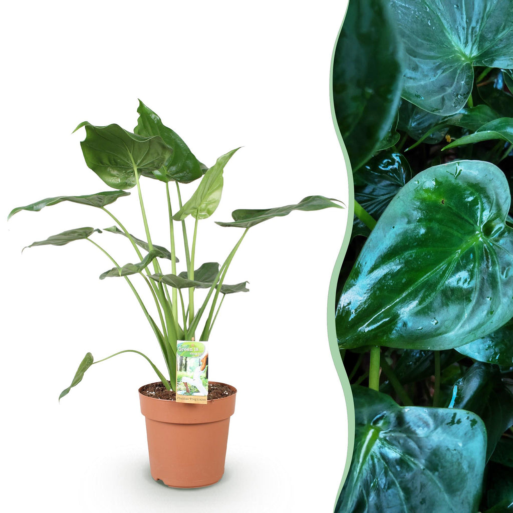 Alocasia Cucullata Buddhas Hand – 21cm – Höhe 65-70cm – Pflegeleichte grüne Zimmerpflanze mit herzförmigen Blättern für exotische Innenräume – Plant