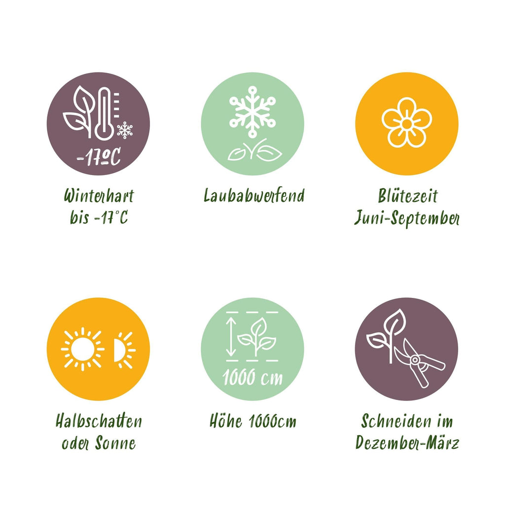 Kletterrose – Rosa Salmon Queen – Lachsrosa Blüten – 2 Pflanzen – 11cm – Höhe 40cm – Duftend & pflegeleicht – Blüte Juni bis Oktober – Plant