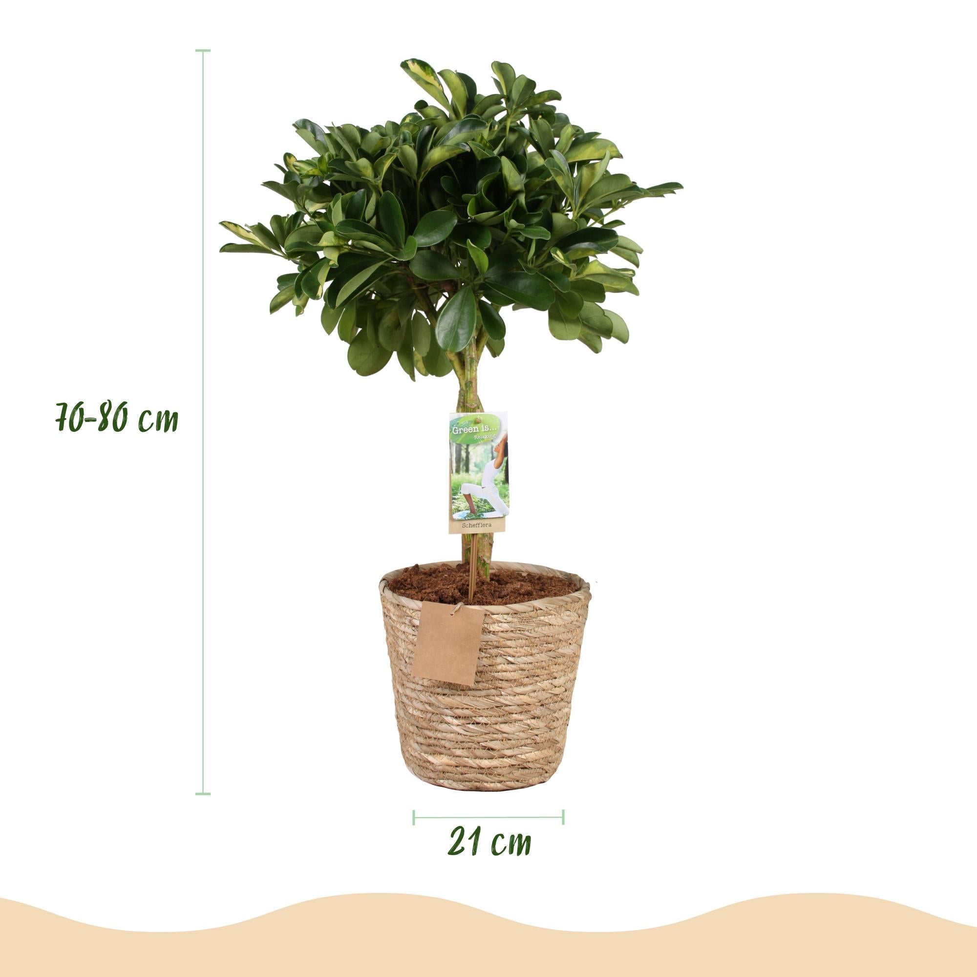 Schefflera Gold Capelle – 70-80cm – 21cm inkl. Naturkorb – Pflegeleichter Fingerbaum – Grün – Goldenes Blattwerk – Plant
