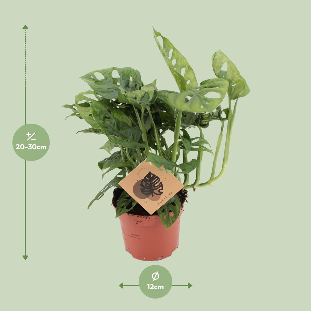 Fensterblatt – Monstera Monkey Leaf – Zimmerpflanze – Ø12cm – ↕30cm – Pflegeleicht & luftreinigend – Plant