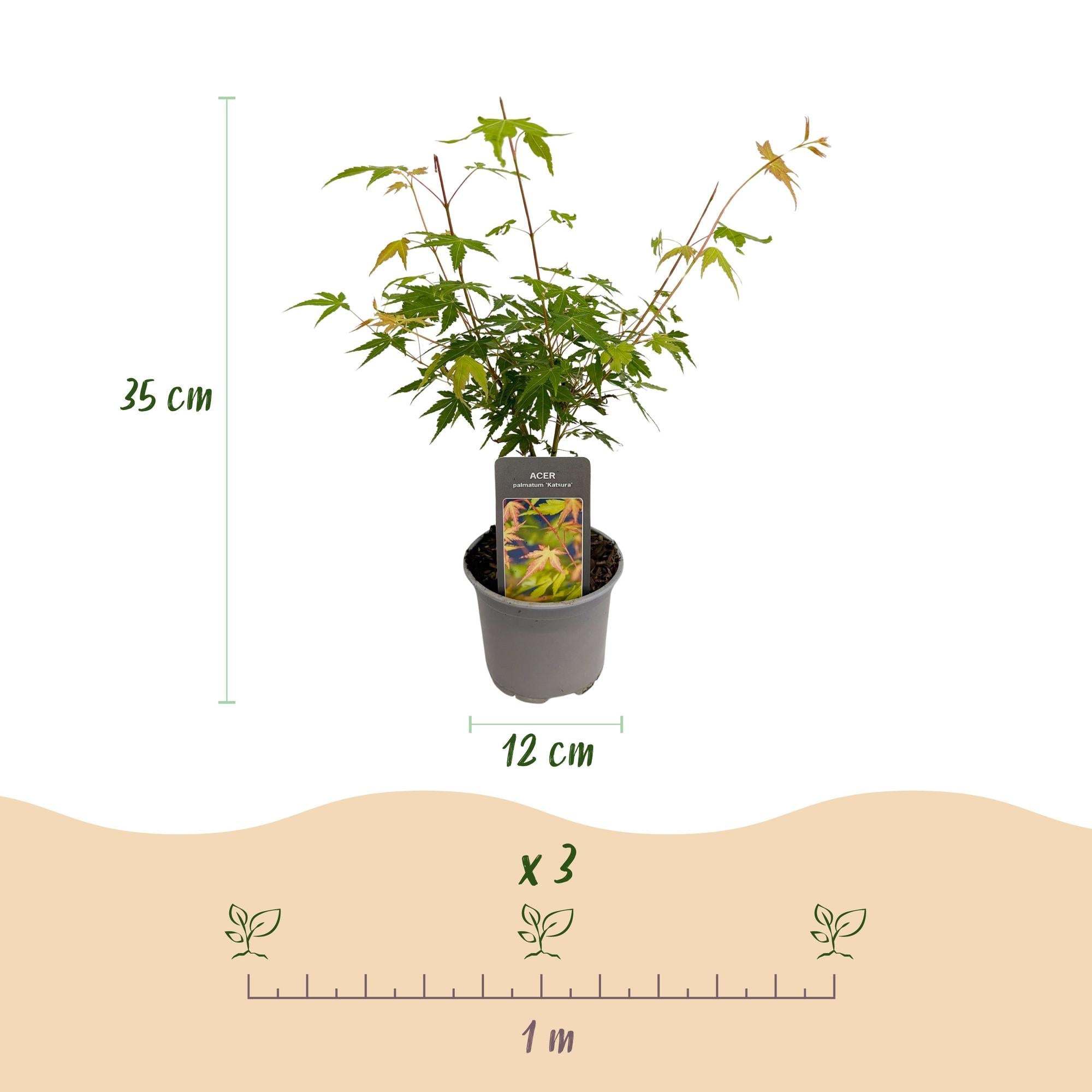 Acer palmatum Katsura – 3 Pflanzen – 12cm – Höhe ca. 35cm – Japanischer Ahorn mit goldgelbem Frühlingslaub & orangefarbener Herbstfärbung