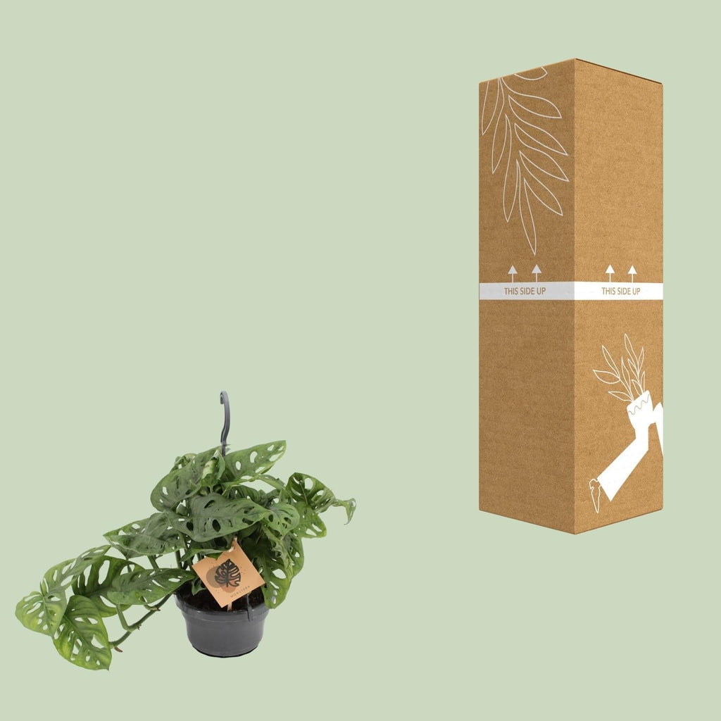 Fensterblatt Monstera Monkey Leaf – Zimmerpflanze – Ø14cm – Höhe 30cm – Luftreinigend – Pflegeleicht – Tropischer Indoor – Dschungel – Plant