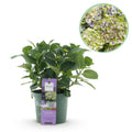 Hortensie Magical Jewel Blue – Hydrangea macrophylla – Blau – Balkonpflanze – 23cm Ca. 55cm hoch – 6-10 Blüten – Für Balkon, Terrasse & Beet – Plant