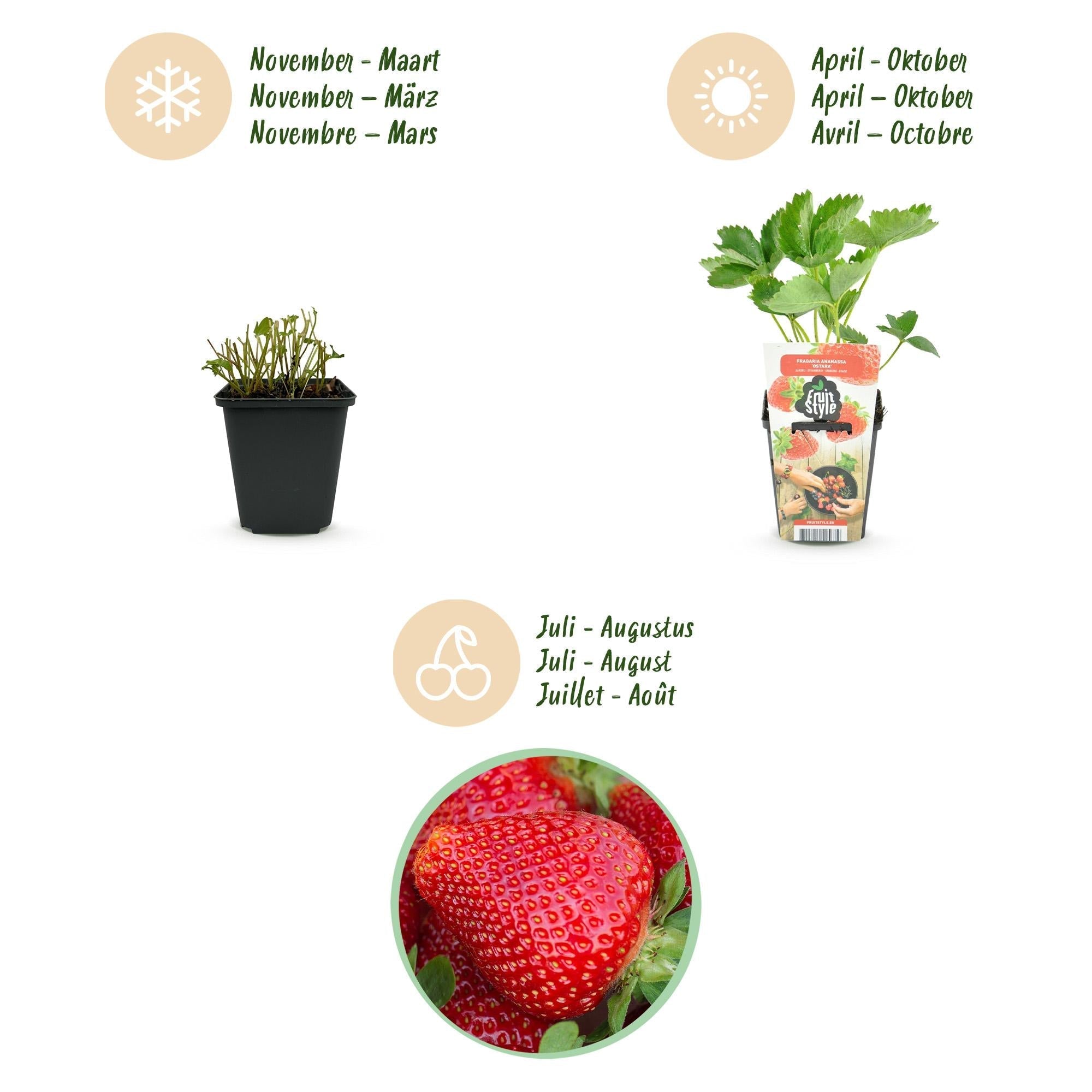 Erdbeere Fragaria Maxim winterhart Ø9cm Höhe30cm – Rote Erdbeere für Beet Balkon & Topf – Pflegeleichte Obstpflanze mit süßem Aroma