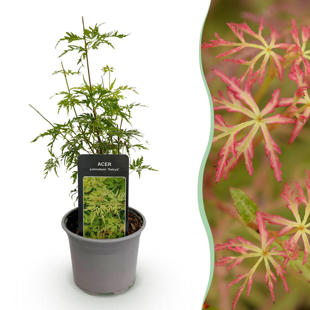 Ahorn Acer palmatum Seiryu – 12cm – Höhe ca. 35cm – Filigranes grünes Laub & leuchtende Herbstfarben – Laubabwerfender pflegeleichter Zierstrauch – Plant
