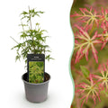 Ahorn Acer palmatum Seiryu – 12cm – Höhe ca. 35cm – Filigranes grünes Laub & leuchtende Herbstfarben – Laubabwerfender pflegeleichter Zierstrauch – Plant