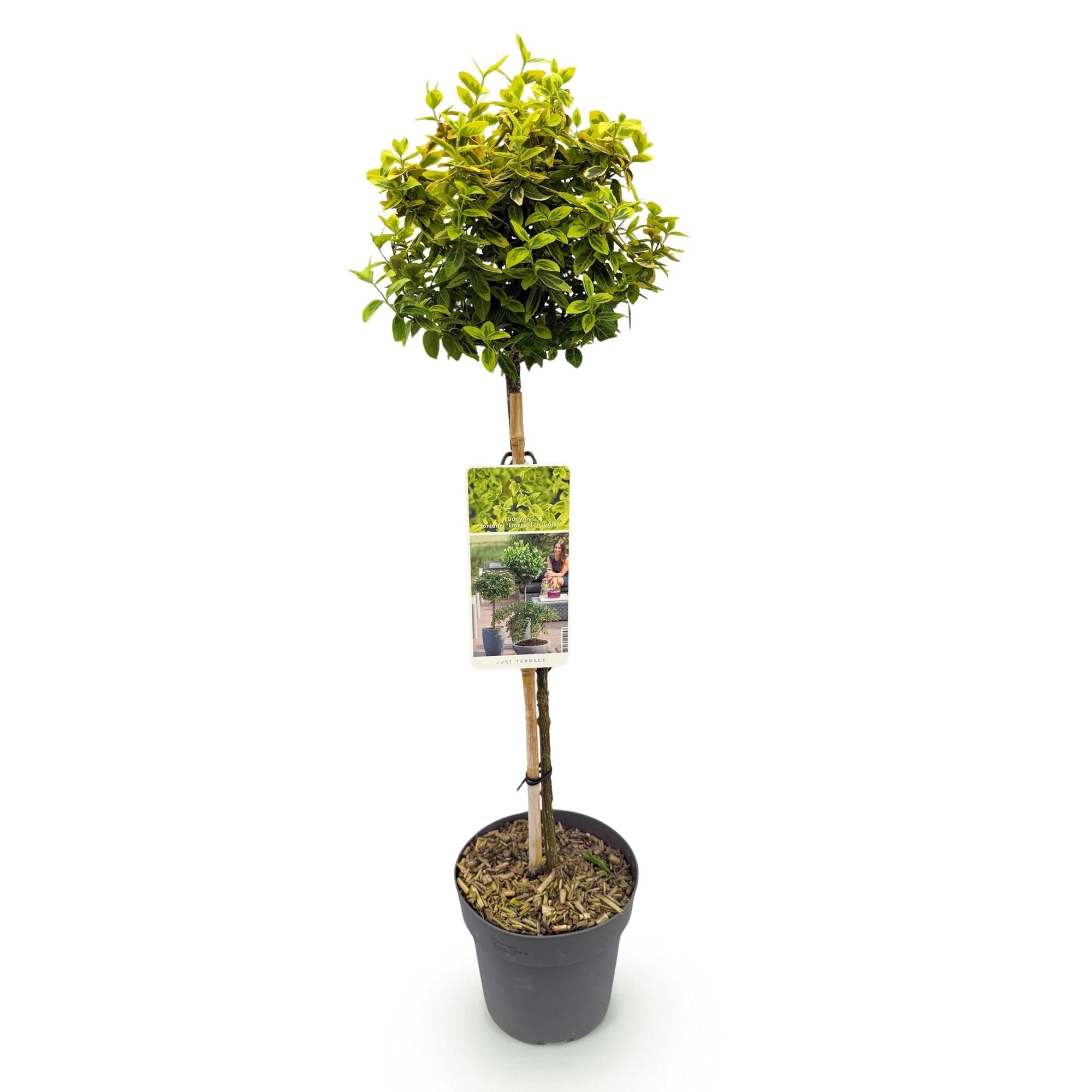 Euonymus fortunei 'Emerald 'n Gold' – Immergrüne Stamm – Pflanze – grün – goldenes Laub – pflegeleicht & kompakt – Terrassen – & Gartenpflanze – Plant