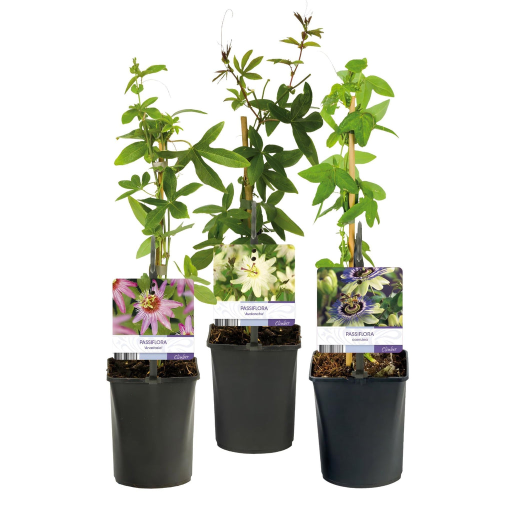 Passionsblume Passiflora Tricolour – Blüte Rosa, Weiß & Lila – Wenig Pflege – 3 Pflanzen – 11cm Höhe 40cm – Ideal für Balkon, Garten & Pergolen – Plant